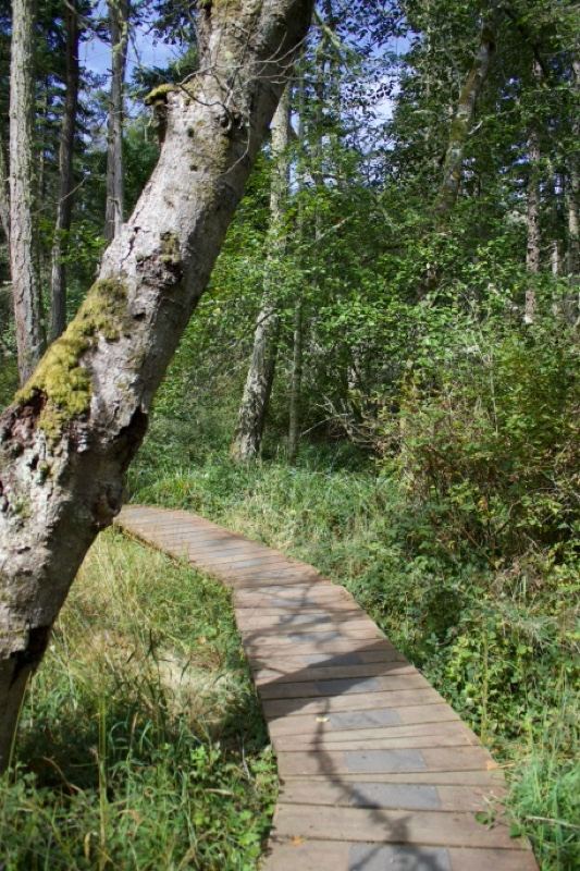 Wooden Boardwalk Through Sunlit Forest