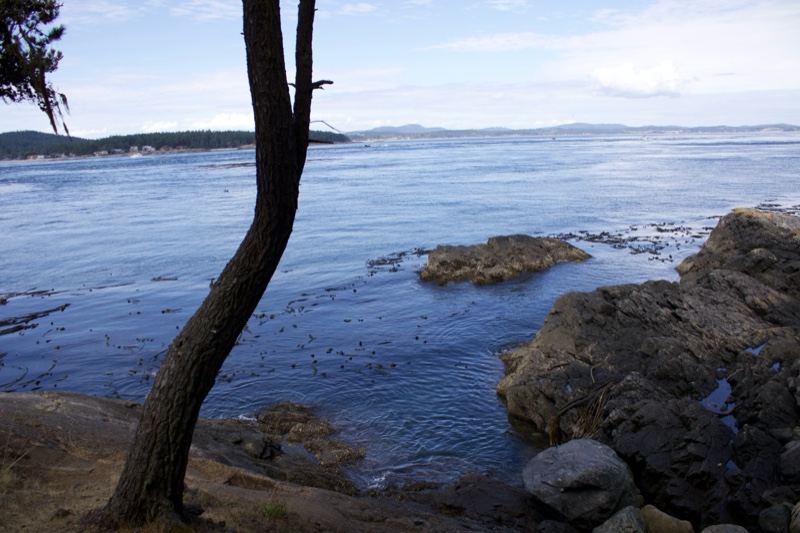 Coastal View with Twisted Tree Overlook