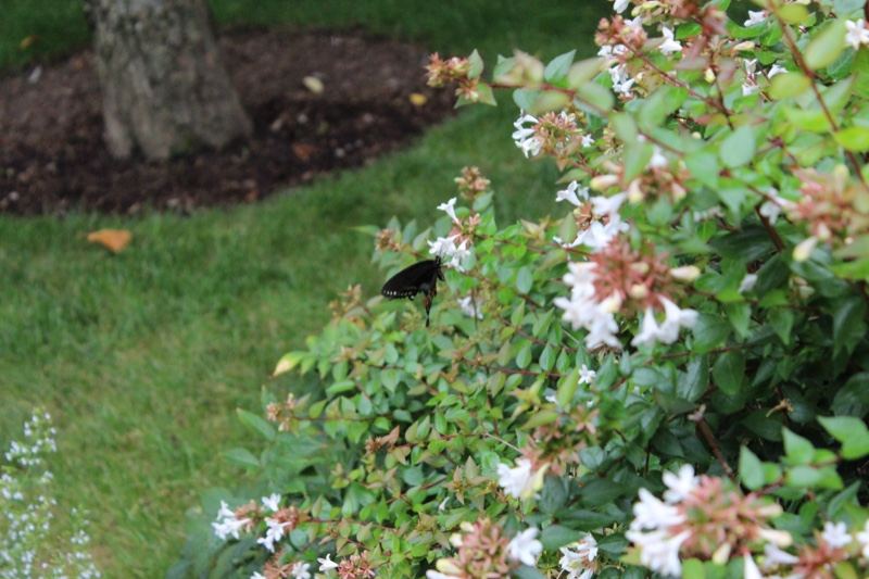 Black Butterfly on Flowering Shrub