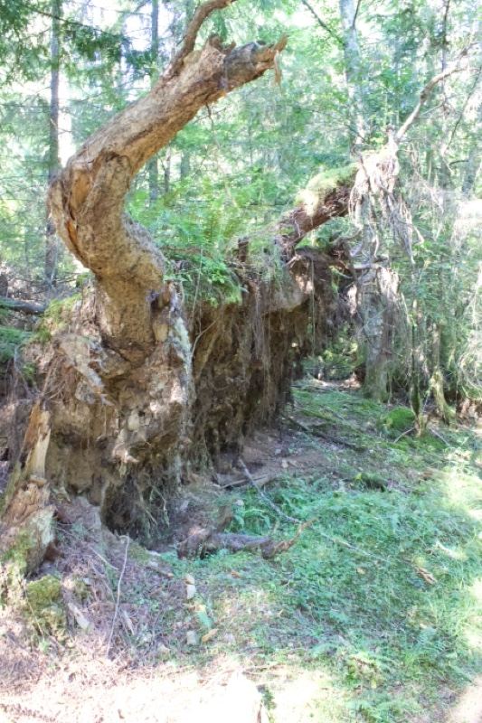 Uprooted Tree in Forest