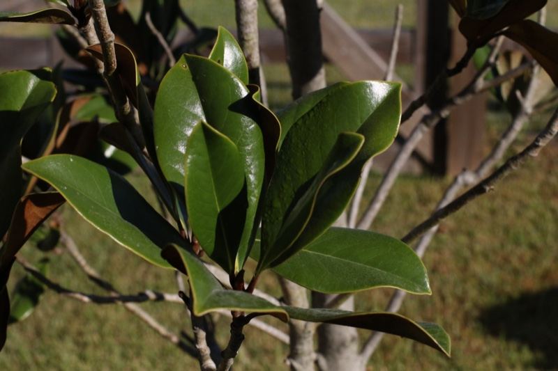 Southern Magnolia Leaves Close Up