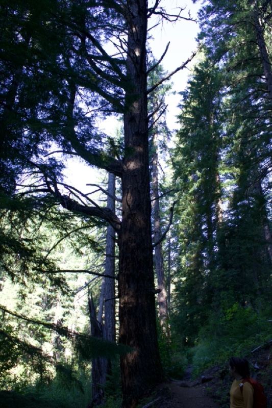 Tall Trees in Sunlit Forest Trail