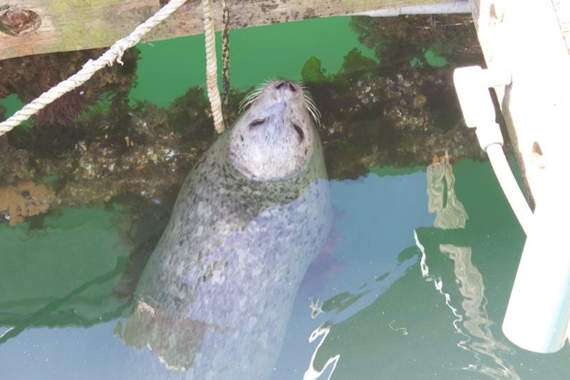 Harbor Seal Surfacing Near Dock