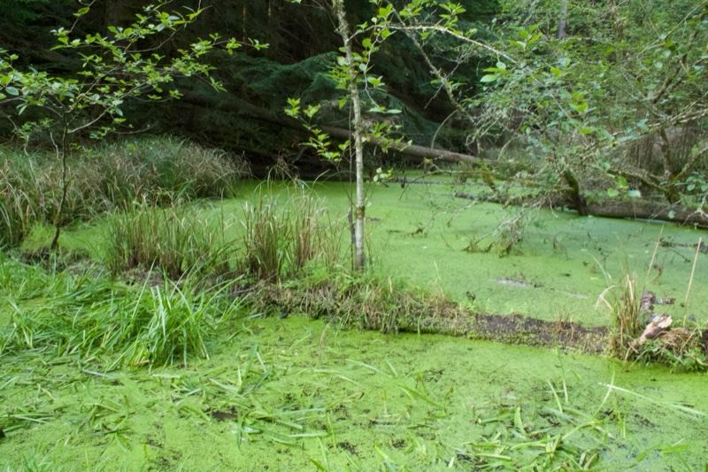 Algae Covered Pond in Woodland