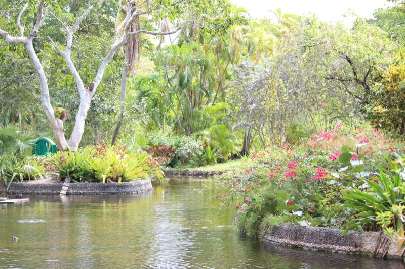 Tropical Garden Pond with Lush Foliage