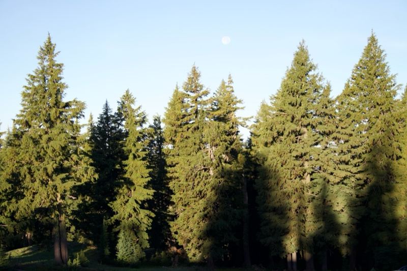 Evergreen Trees Under Clear Sky