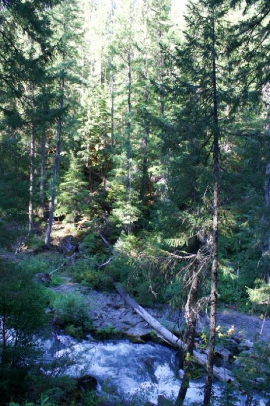 Sunlit Forest Stream in Mountain Woods