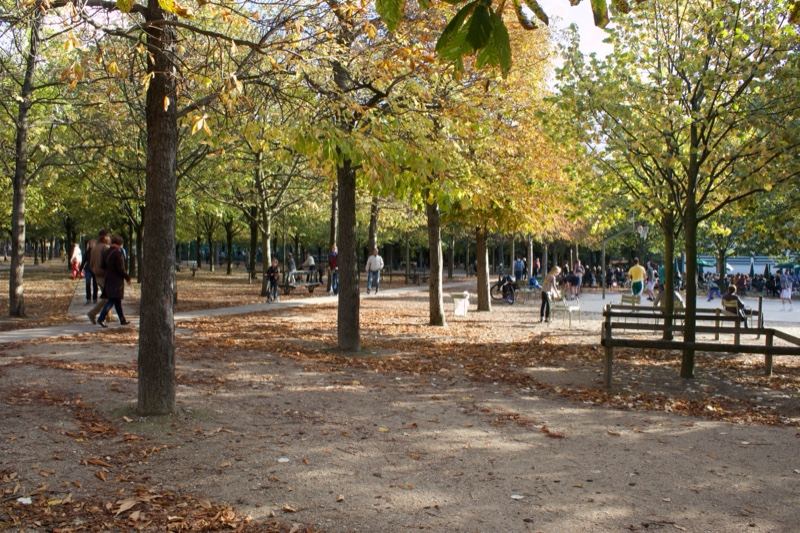 Autumn Park Path With Trees