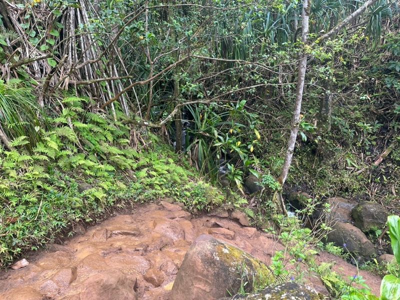 Muddy Forest Trail in Lush Jungle