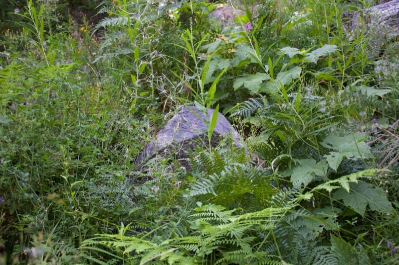 Lush Green Ferns Around Rock