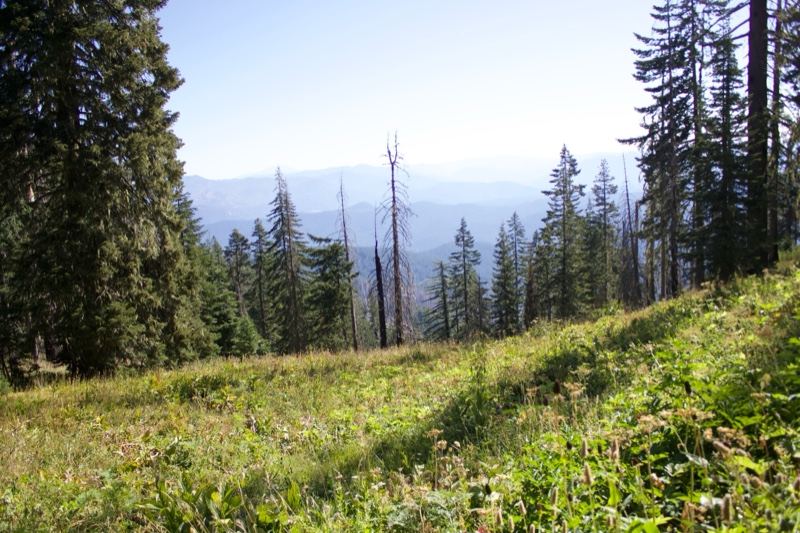 Sunlit Mountain Meadow Forest View