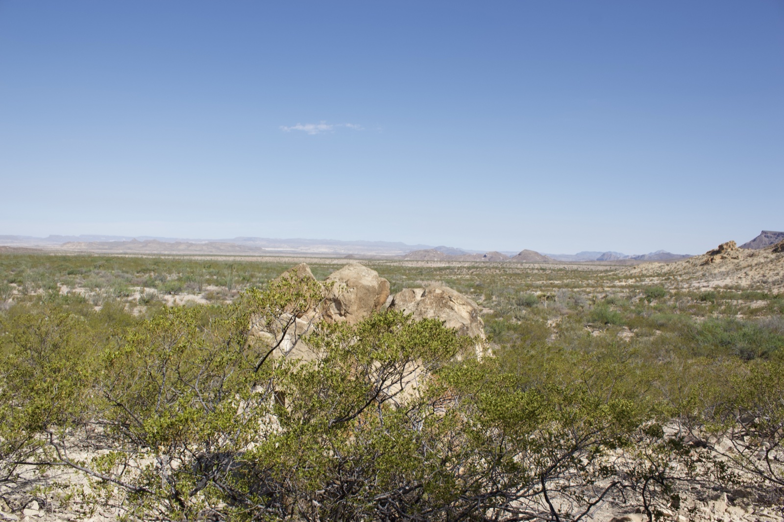 Arid Desert Landscape with Shrubs