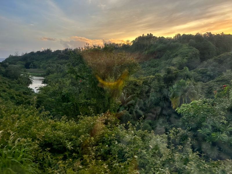 Lush Forest Valley at Sunset