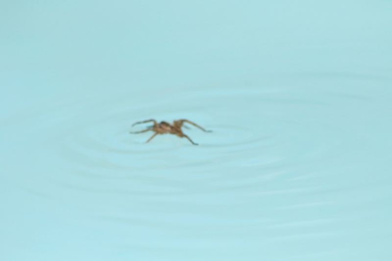 Spider Skimming Water Surface
