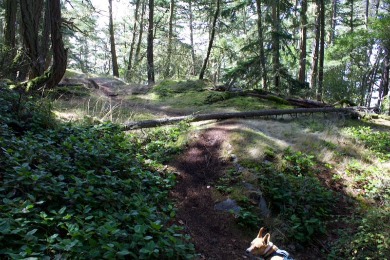 Forest Trail Through Green Undergrowth