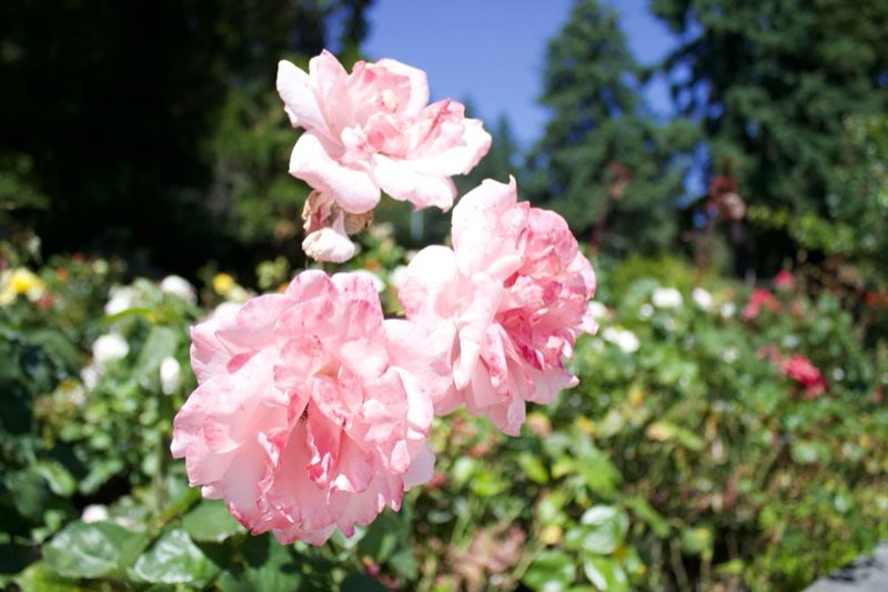 Pink Roses in Sunny Garden