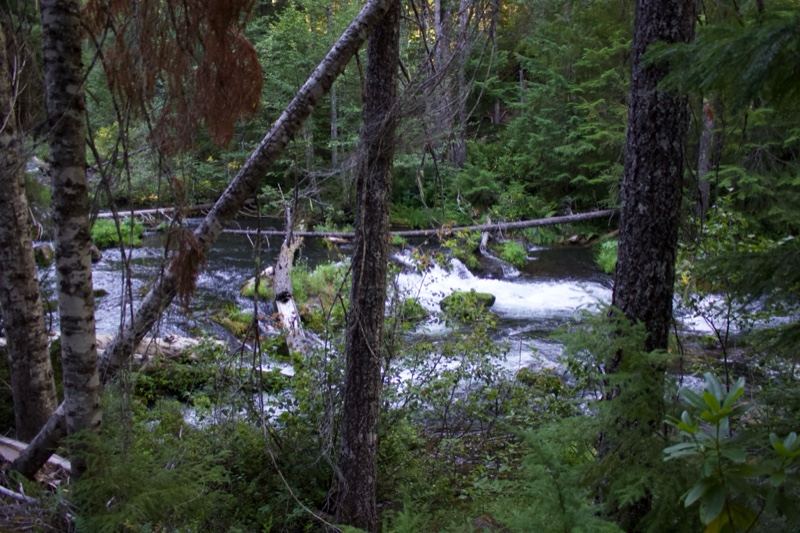Forest River Rapids Through Trees