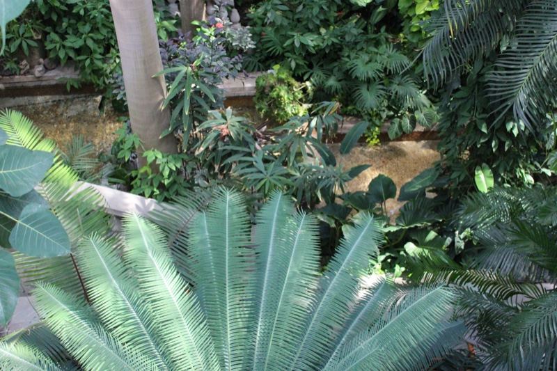 Lush Cycad Frond in Tropical Garden