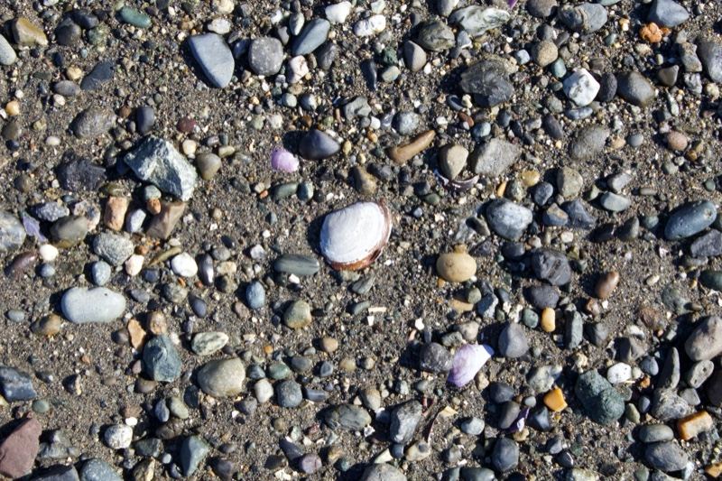 Pebbles and Shells on Sandy Ground