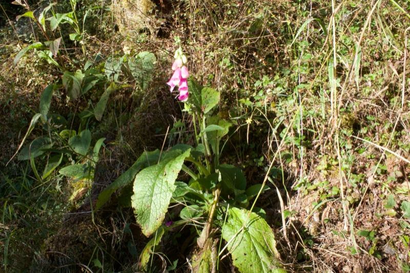 Pink Foxglove in Wild Grass