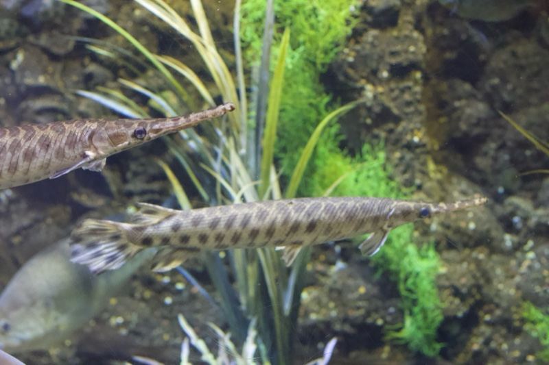 Spotted gar in aquarium with plants