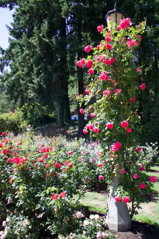 Pink Climbing Roses on Garden Pillar