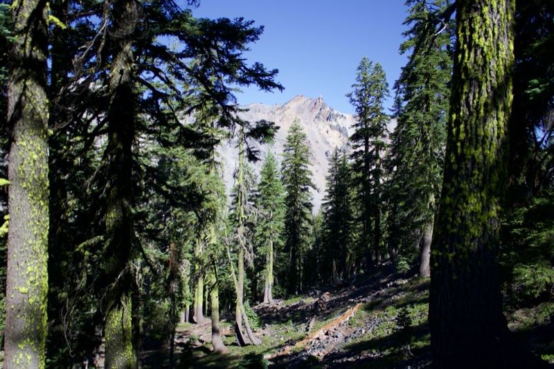Forest View of Mountain Peak
