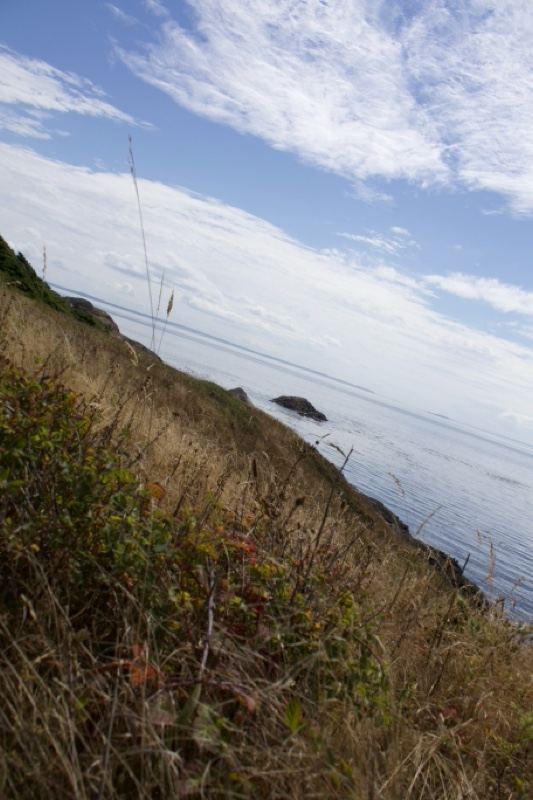 Coastal Grassy Slope Overlooking Sea