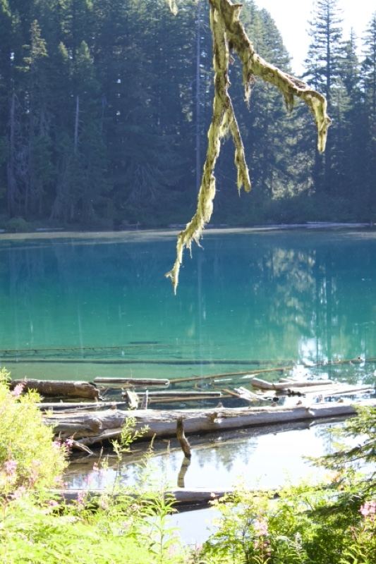 Turquoise Alpine Lake with Forest