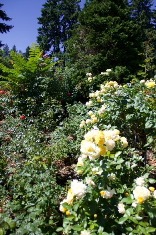 Yellow Roses in Lush Garden