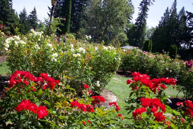 Red and White Roses in Garden