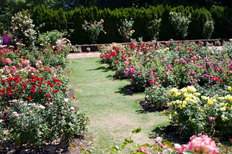 Colorful Rose Garden Pathway