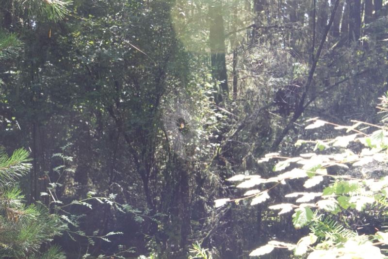 Sunlit Dense Forest Interior