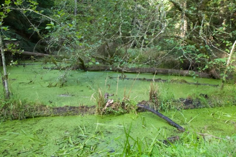 Algae Covered Swamp Pond in Forest