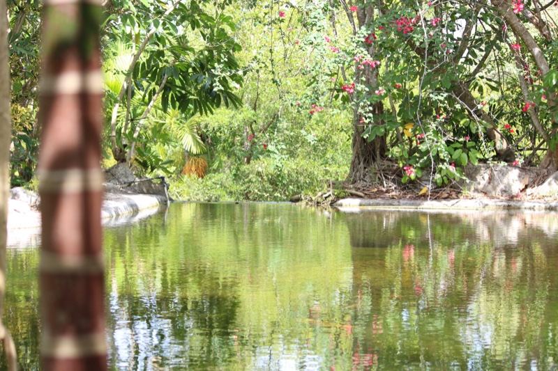 Tropical Pond Reflection in Lush Greenery