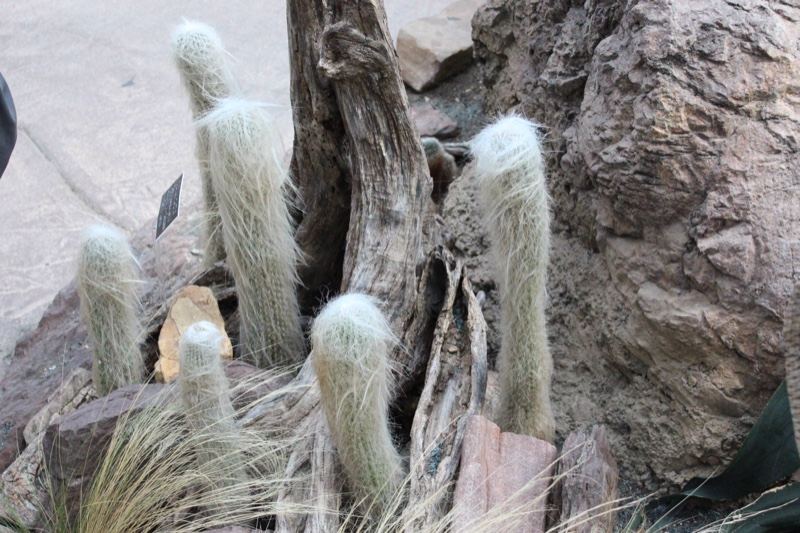 Woolly Cactus Among Driftwood