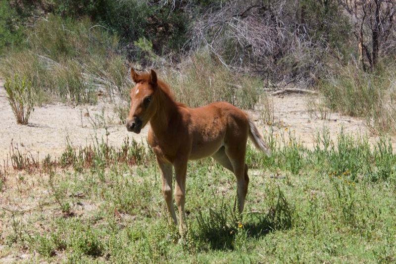 Brown Horse Foal in Grassland