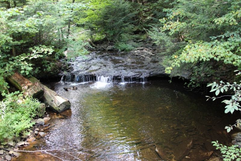 Forest Stream With Small Cascade