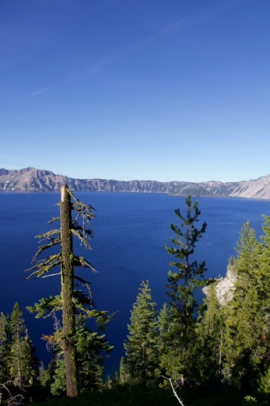 Crater Lake View with Pine Trees