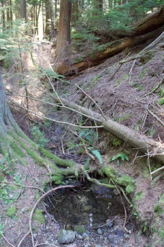 Forest floor with fallen log and pool