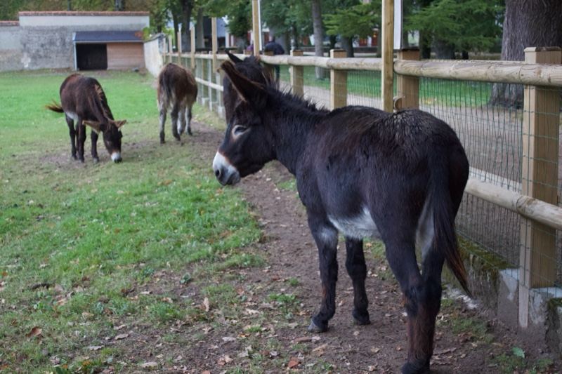 Donkey in Enclosed Pasture