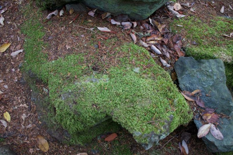 Moss Covered Rock on Forest Floor