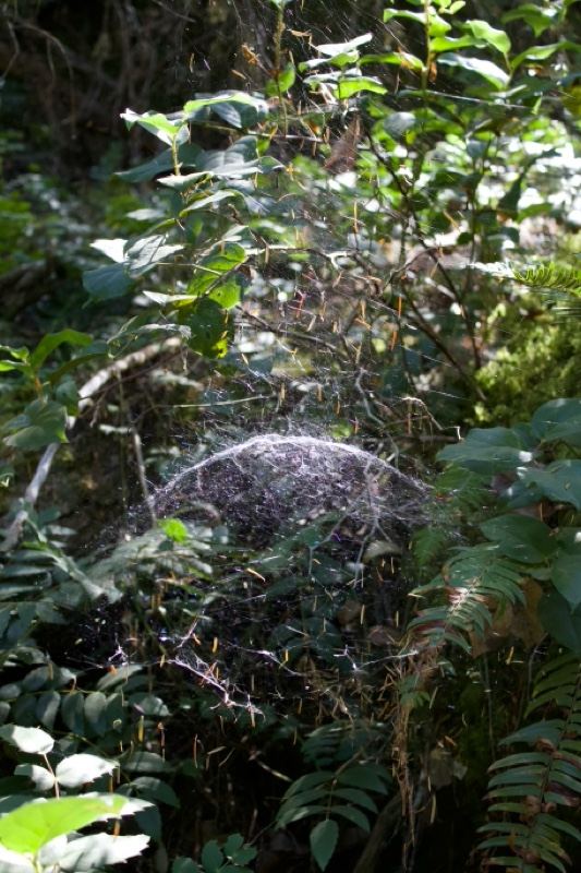 Spider Web in Sunlit Forest Undergrowth