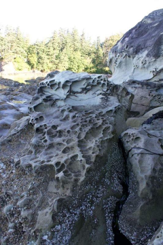 Pitted Coastal Rock Formation