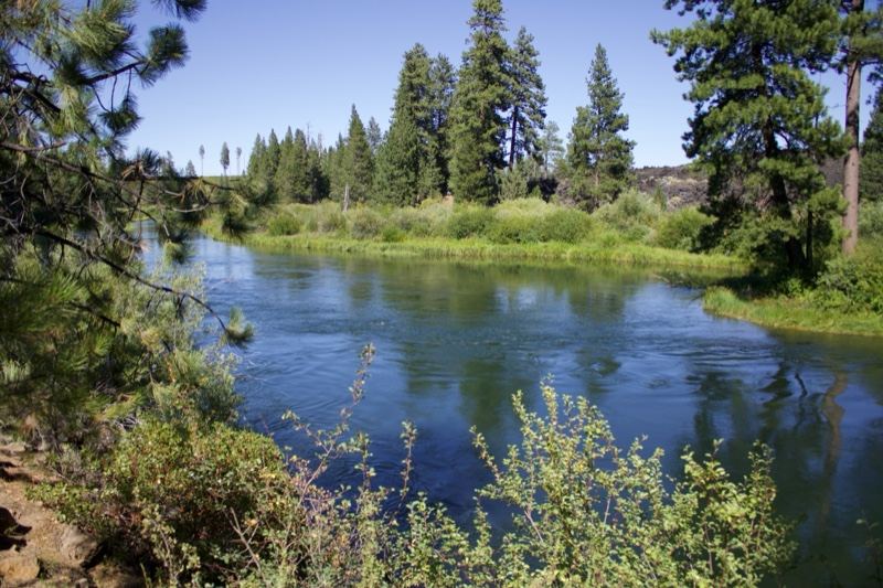 Sunny River Through Pine Forest