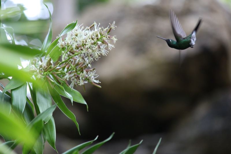 Hummingbird Near White Flower