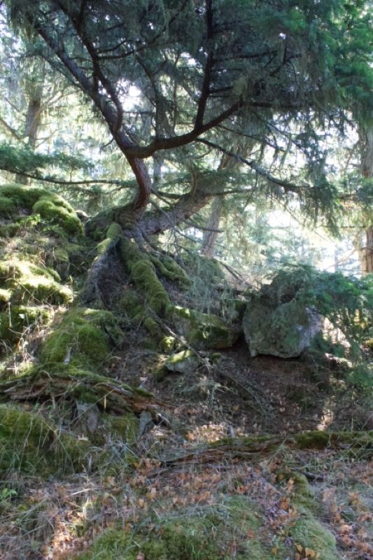 Mossy Tree on Rocky Forest Slope
