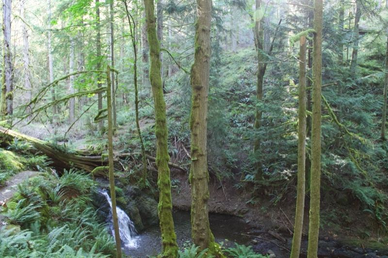 Temperate Rainforest Stream Waterfall