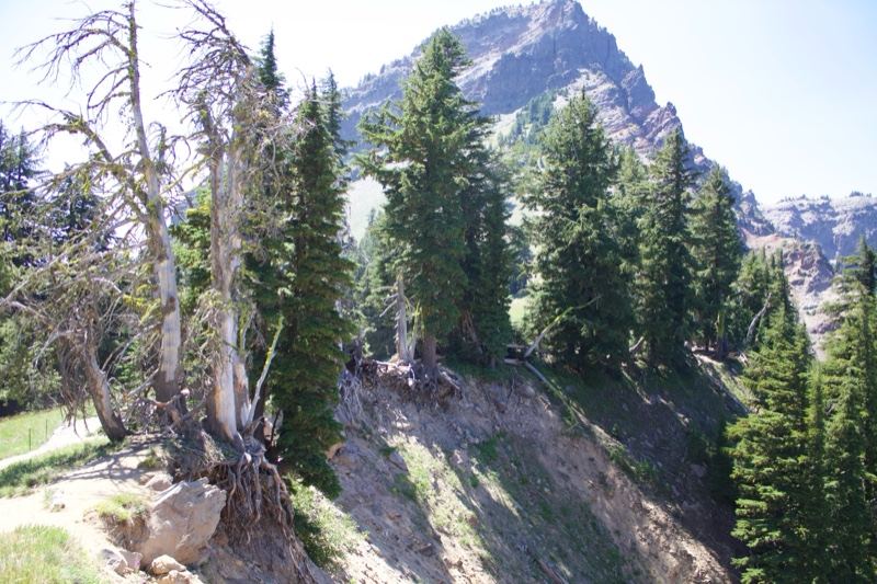 Mountain Peak With Pine Trees Cliff