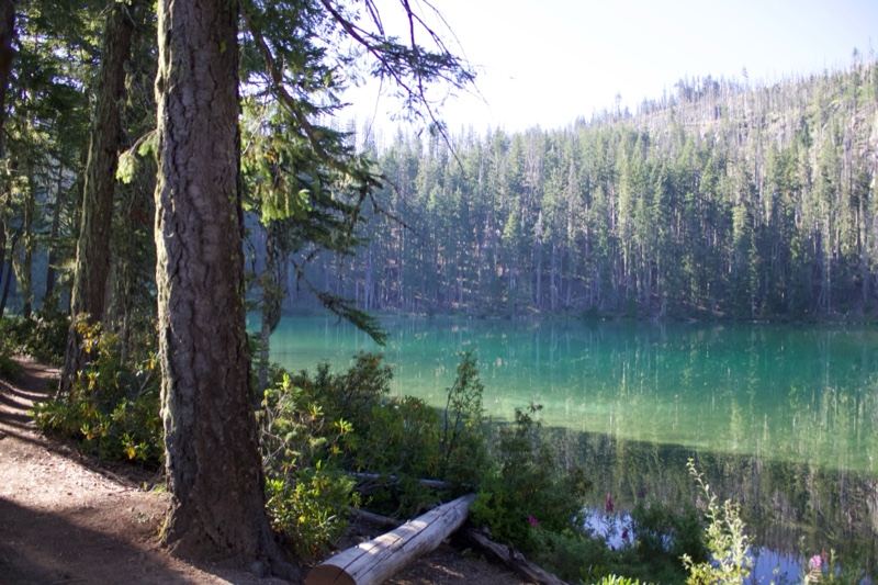 Turquoise Forest Lake Shoreline